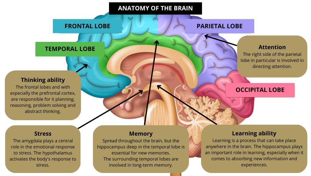 Areas of interest brain, thinking ability, stress, memory, learning ability, attention